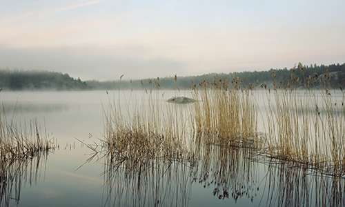 Ett fotografi av dimma över en sjö omgiven av skog